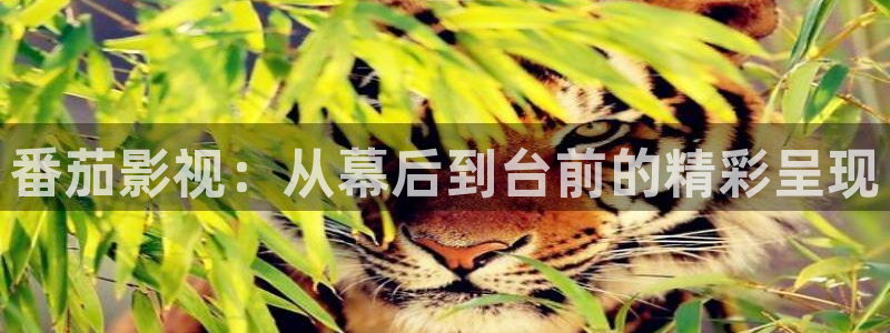 真不卡影视app：番茄影视：从幕后到台前的精彩呈现